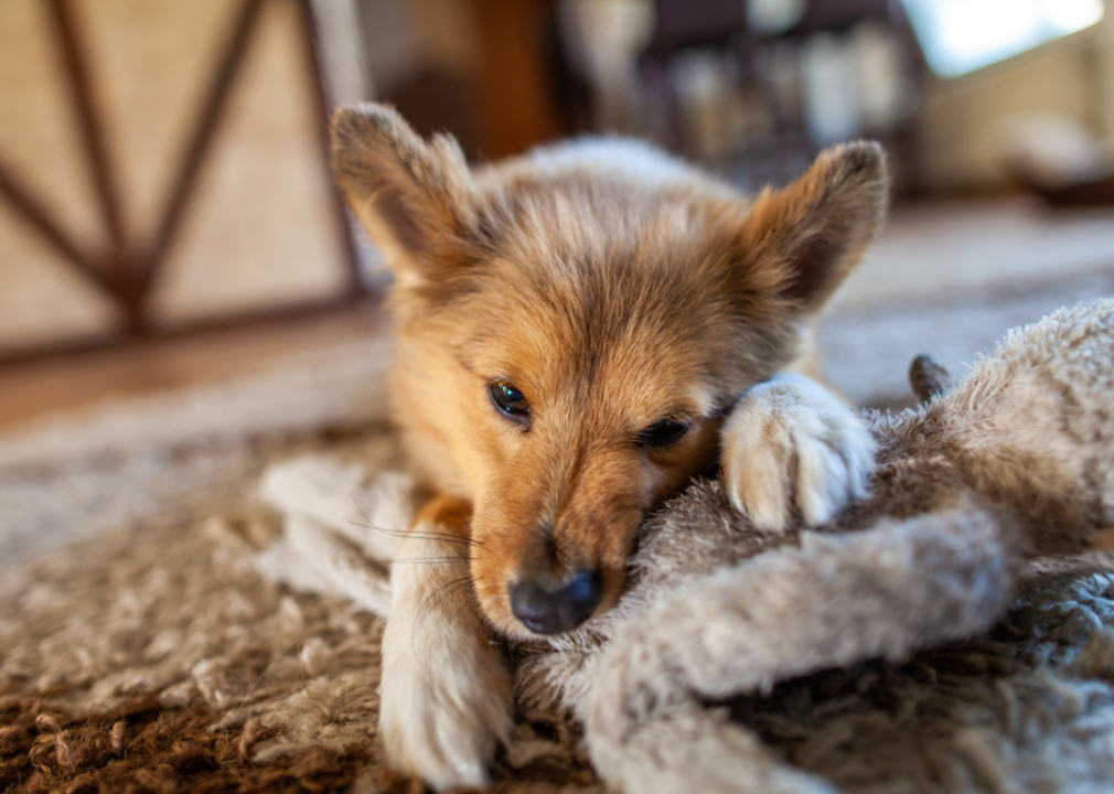 #27. Shetland Sheepdog